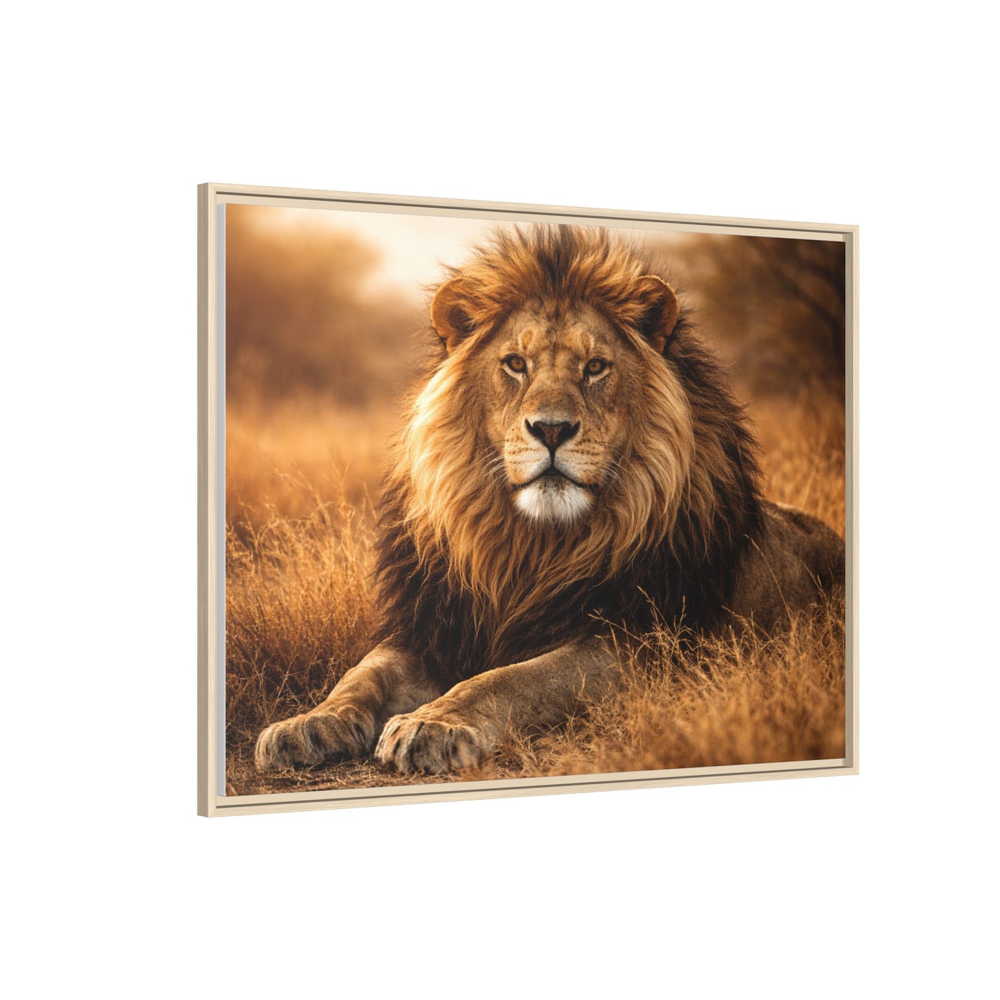 Lion in savannah wall art 40x30 framed matte canvas portrait in golden tones11