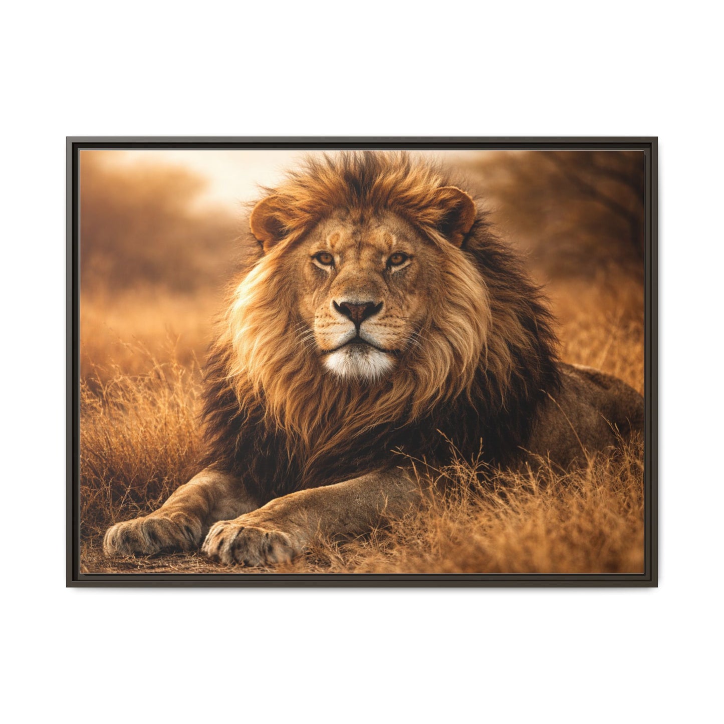 Lion in savannah wall art 40x30 framed matte canvas portrait in golden tones3