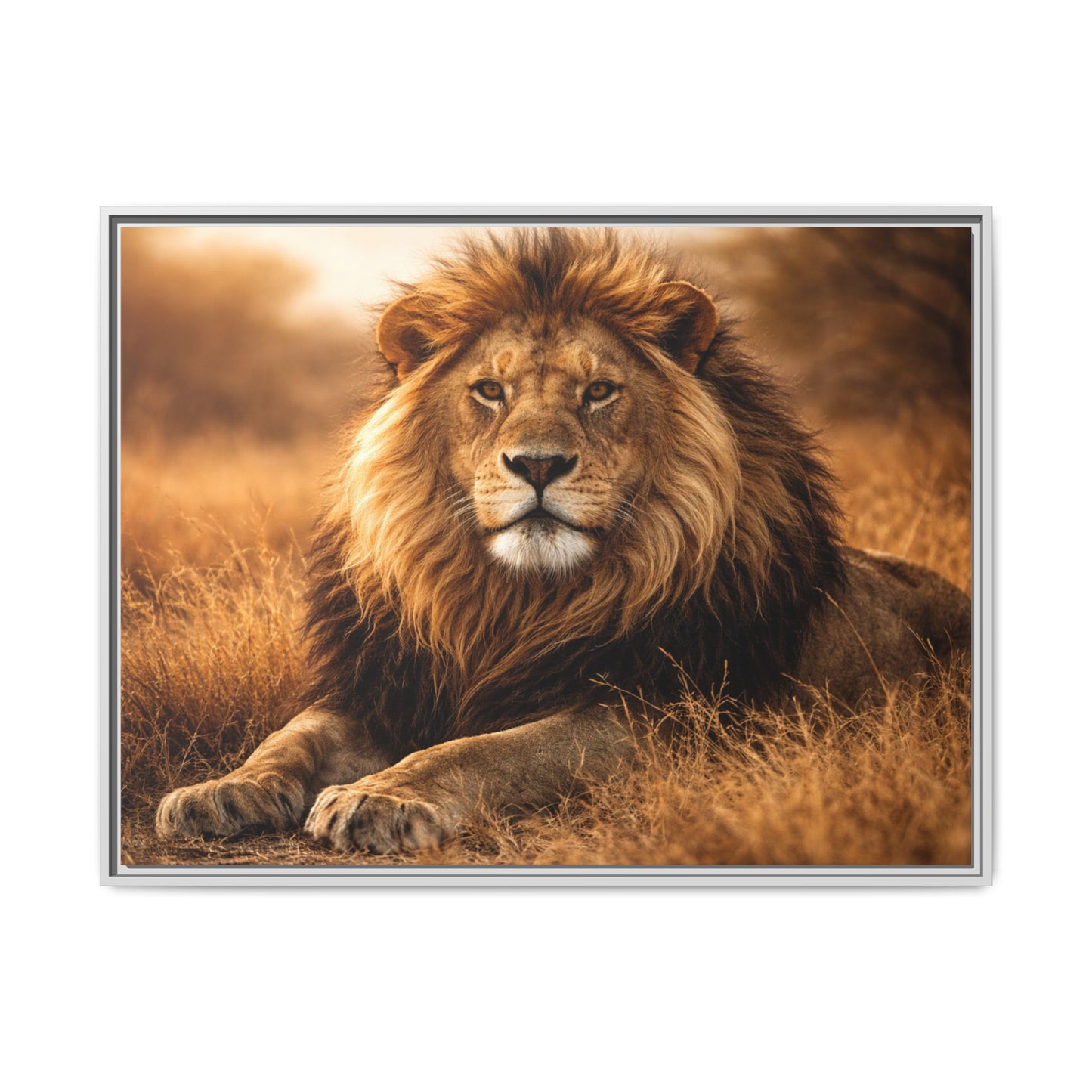 Lion in savannah wall art 40x30 framed matte canvas portrait in golden tones4