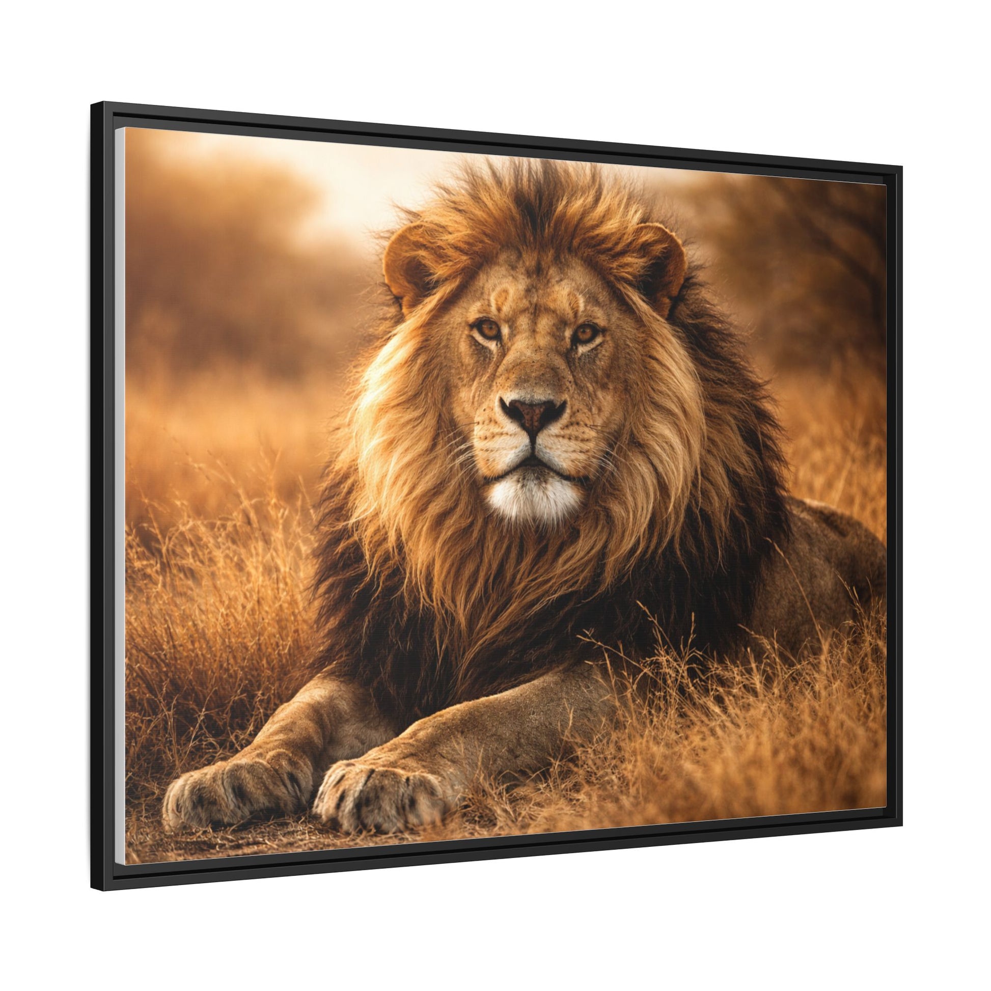Lion in savannah wall art 40x30 framed matte canvas portrait in golden tones6