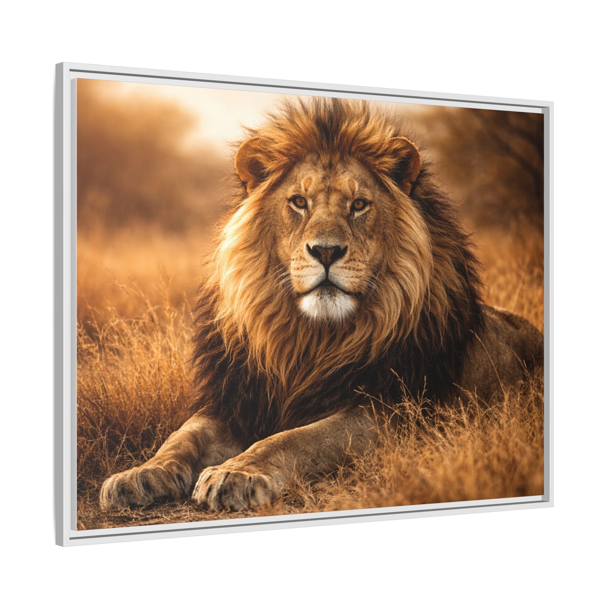 Lion in savannah wall art 40x30 framed matte canvas portrait in golden tones9